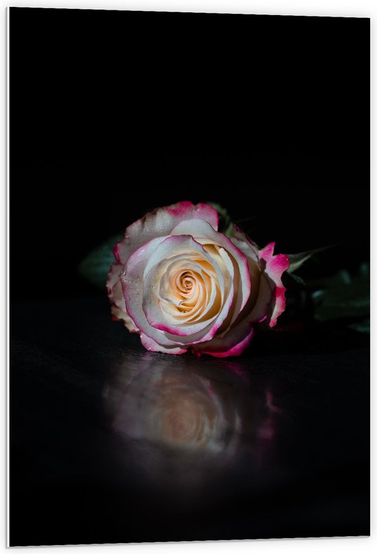 WallClassics - PVC Schuimplaat - Liggend Wit met Roze Roos in Donkere Omgeving - 60x90 cm Foto op PVC Schuimplaat (Met Ophangsysteem)