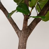 Ficus Lyrata XXXL - 300cm
