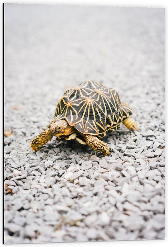 WallClassics - Dibond - Zwart met Gele Kleine Schildpad op Kiezelstenen - 60x90 cm Foto op Aluminium (Met Ophangsysteem)