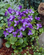 12x Viola odorata ´Konigin Charlotte´ – Meerjarig Maarts Viooltje in 9x9cm kweekpotten