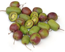 Kiwibes - Actinidia arguta ‘Weikii’ 50-60 cm
