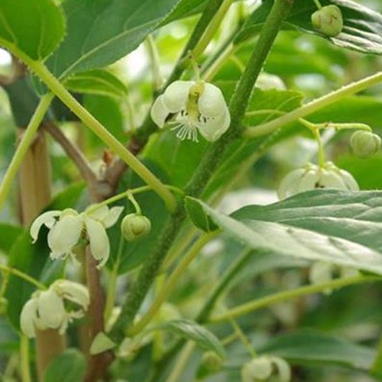 Kiwibes - Actinidia arguta ‘Issai’ 50-60 cm | bol