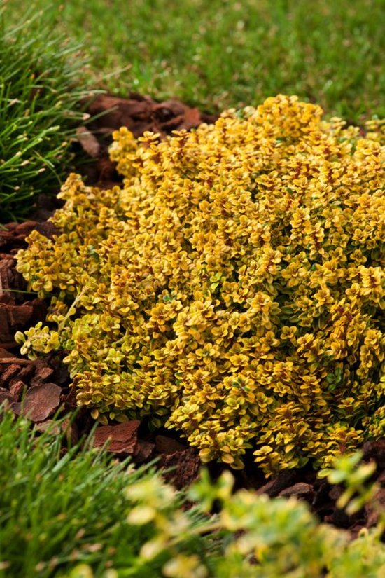 3 stuks Thymus citriodorus 'Bertram Anderson' P9 cm bol