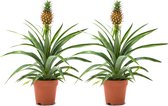 WL Plants - 2x Ananasplant - Ananas Comosus - Kamerplanten - Bromelia - Anti Snurk - Zeer Luchtzuiverend - Gemakkelijk Te Verzorgen - ± 45cm hoog - 12 cm diameter - In Kweekpot