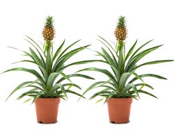 WL Plants - 2x Ananasplant - Ananas Comosus - Kamerplanten - Bromelia - Anti Snurk - Zeer Luchtzuiverend - Gemakkelijk Te Verzorgen - ± 45cm hoog - 12 cm diameter - In Kweekpot