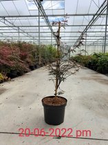 Acer palmatum 'Garnet' C10 60-80 cm