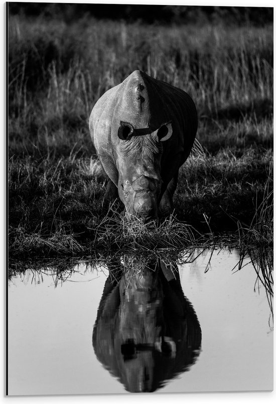 Dibond - Vooraanzicht van Neushoorn drinkend uit Meer met Weerspiegeling (Zwart- wit) - 40x60 cm Foto op Aluminium (Wanddecoratie van metaal)