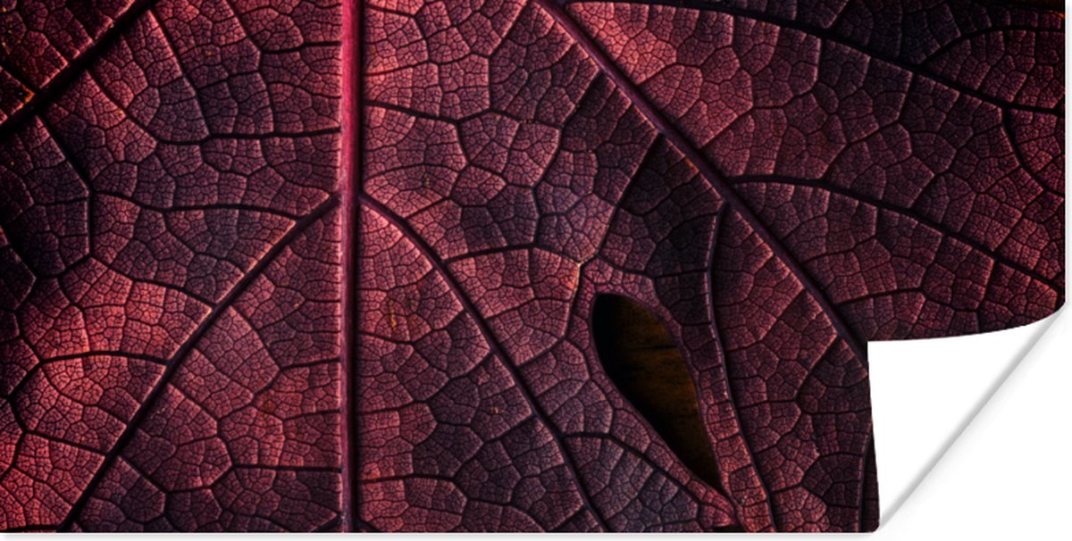 Poster Abstract - Rood - Bladeren - Plant - 80x40 cm