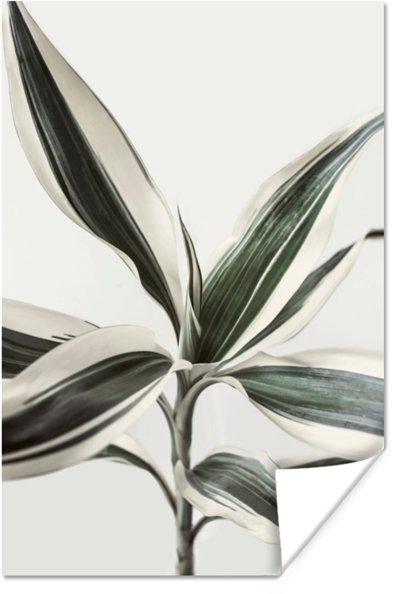 Poster Planten - Groen - Natuur - Wit - 20x30 cm