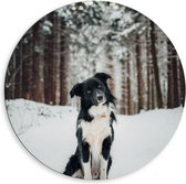 Dibond Muurcirkel - Poserende Bordercollie hond in Besneeuwd Bos - 80x80 cm Foto op Aluminium Muurcirkel (met ophangsysteem)