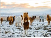 Acrylglas - Verschillende Kleuren IJslander Paarden in Besneeuwd Landschap - 80x60 cm Foto op Acrylglas (Met Ophangsysteem)