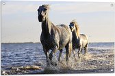 Tuinposter – Rennende Paarden door het Lage Zeewater - 90x60 cm Foto op Tuinposter (wanddecoratie voor buiten en binnen)