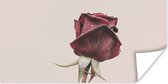 Poster Bloemen - Rood - Rozen - Groen - 150x75 cm