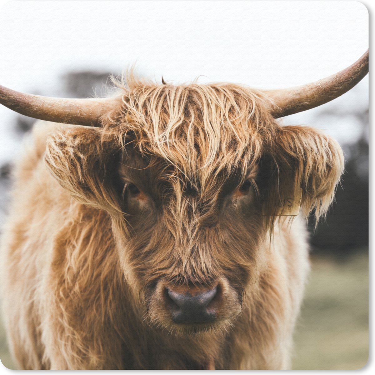 Muismat 30x30 cm - Mousepad Schotse Hooglander - Koe - Gras - Dieren - Natuur - Muismatten