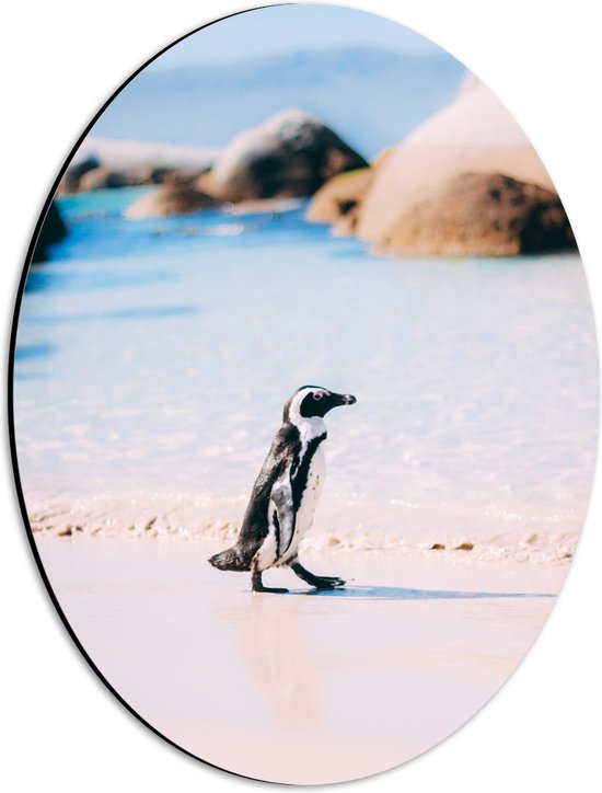Dibond Ovaal - Zijaanzicht van Pingïun lopend over het Strand in Baai - 30x40 cm Foto op Ovaal (Met Ophangsysteem)