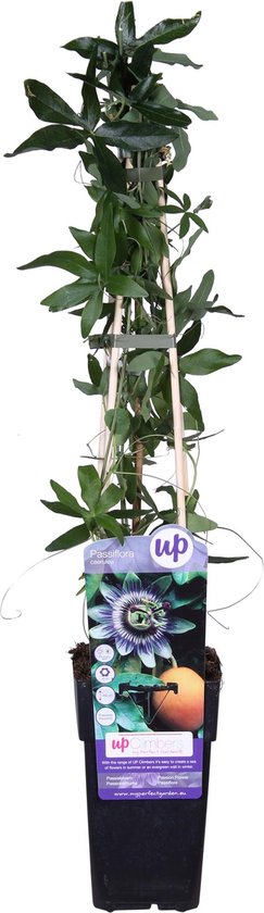 Hello Plants Passiflora Caerulea Passiebloem Klimplant