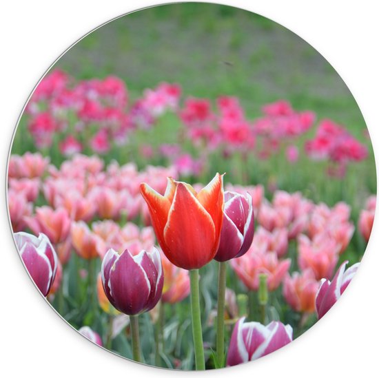 PVC Schuimplaat Muurcirkel - Veld Vol Bloeiende Tulpen in Verschillende Kleuren Roze - 70x70 cm Foto op Muurcirkel (met ophangsysteem)