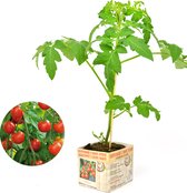 Cherrytomaat - kerstomaat - 3 tomatenplanten