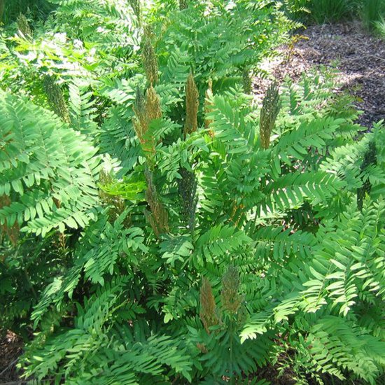 6x Koningsvaren - Osmunda regalis - Pot 9x9cm