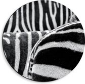 Dibond Muurcirkel - Strepen op Lichamen van Kudde Zebra's - 40x40 cm Foto op Aluminium Muurcirkel (met ophangsysteem)