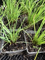 6 x Allium Schoenoprasum - Bieslook pot 9x9 cm
