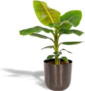 Hello Plants Musa Dwarf Cavendish Bananenplant in Pot Mayk Lead - Ø 21 cm - Hoogte: 90 cm