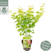 Hello Plants Acer Palmatum Going Green Japanse Esdoorn - Struik, Sierheester - Ø 15 cm - Hoogte: 30 cm