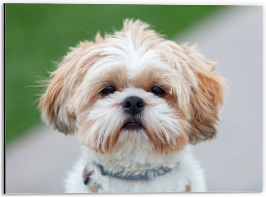 Dibond - Portret van Bruin met Witte Shih Tzu Hond met Blauwe Halsband - 40x30 cm Foto op Aluminium (Wanddecoratie van metaal)