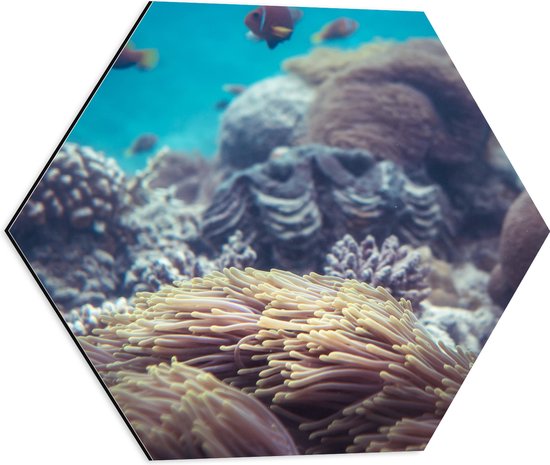 Dibond Hexagon - Oranjekleurige Vissen Zwemmend bij Verschillende Soorten Koaraal - 50x43.5 cm Foto op Hexagon (Met Ophangsysteem)