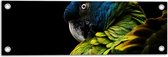 Tuinposter – Omkijkende Blauw met Groene Are Papegaai tegen Zwarte Achtergrond - 60x20 cm Foto op Tuinposter (wanddecoratie voor buiten en binnen)