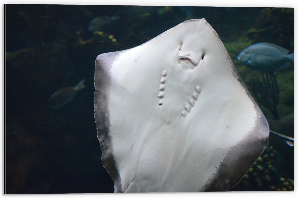 Dibond - Onderaanzicht van Rog zwemmend tegen Aquarium - 60x40 cm Foto op Aluminium (Met Ophangsysteem)