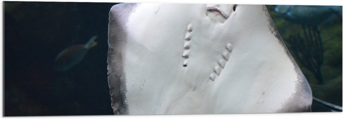 Acrylglas - Onderaanzicht van Rog zwemmend tegen Aquarium - 120x40 cm Foto op Acrylglas (Wanddecoratie op Acrylaat)