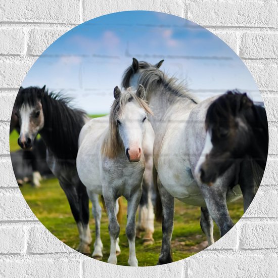 Muursticker Cirkel - Kudde Wilde Paarden in Verschillende Kleuren onder Blauwe Lucht - 60x60 cm Foto op Muursticker