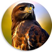 PVC Schuimplaat Muurcirkel - Poserende Roodstaartbuizerd Vogel - 50x50 cm Foto op Muurcirkel (met ophangsysteem)