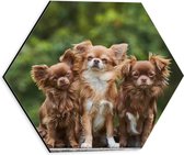 Dibond Hexagon - Trio Chihuahua's op Grote Steen voor Groen Bos - 30x26.1 cm Foto op Hexagon (Met Ophangsysteem)