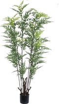 PTMD Tree Green horsetail fern in black pot large
