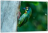 Tuinposter – Groene Kopersmid Vogel tegen Boomstam in de Groene Natuur - 120x80 cm Foto op Tuinposter (wanddecoratie voor buiten en binnen)