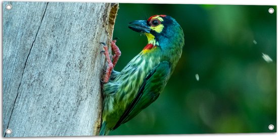 Tuinposter – Groene Kopersmid Vogel tegen Boomstam in de Groene Natuur - 100x50 cm Foto op Tuinposter (wanddecoratie voor buiten en binnen)