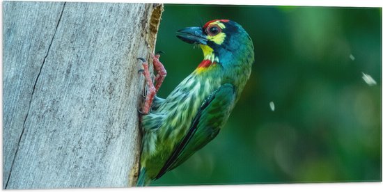 Vlag - Groene Kopersmid Vogel tegen Boomstam in de Groene Natuur - 100x50 cm Foto op Polyester Vlag