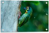Tuinposter – Groene Kopersmid Vogel tegen Boomstam in de Groene Natuur - 60x40 cm Foto op Tuinposter (wanddecoratie voor buiten en binnen)