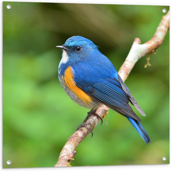 Tuinposter – Blauwe Vogel met Oranje Borstje op Dunne Tak - 80x80 cm Foto op Tuinposter (wanddecoratie voor buiten en binnen)