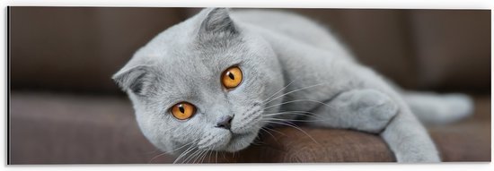 Dibond - Grijze Scottish Fold Kat met Oranje Ogen Gestrekt op Bank - 60x20 cm Foto op Aluminium (Wanddecoratie van metaal)