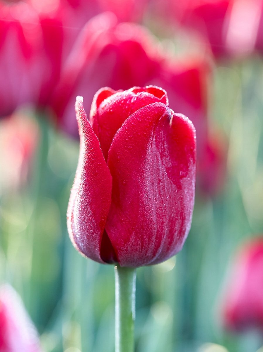 200x Tulpen 'Ile de france' - BULBi® Bloembollen met bloeigarantie