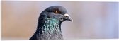 Acrylglas - Kop van Opzijkijkende Stadsduif - 120x40 cm Foto op Acrylglas (Met Ophangsysteem)