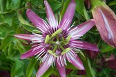 Passiflora Victoria Rood - 3 Planten - Passievrucht - Klimplant - Pot 9cm - Hoogte 25-40cm - Garden Select