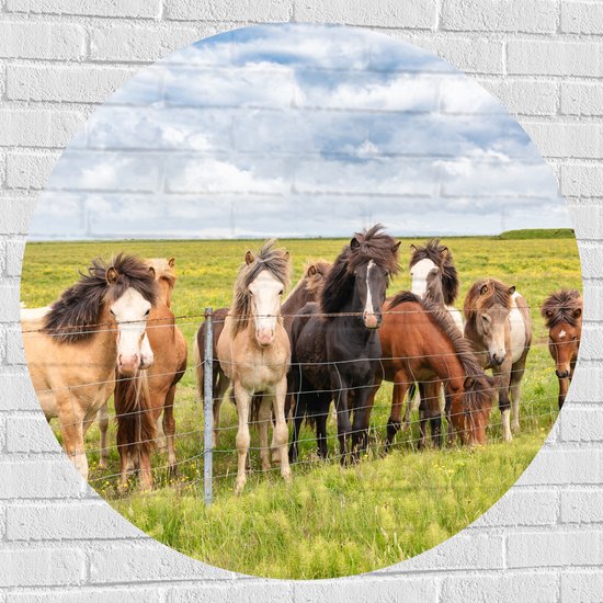 Muursticker Cirkel - Kudde IJslander Paarden in Groene Wei onder Schapenwolken - 100x100 cm Foto op Muursticker