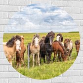 Muursticker Cirkel - Kudde IJslander Paarden in Groene Wei onder Schapenwolken - 90x90 cm Foto op Muursticker