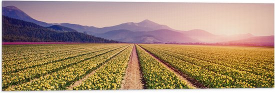 Vlag - Felle Zonsondergang over de Gele Tulpenvelden - 90x30 cm Foto op Polyester Vlag