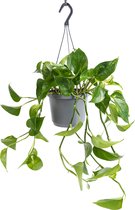 WL Plants - Epipremnum Aureum - Lierre à boire - Plante suspendue - Plantes suspendues d'intérieur - Plantes d'intérieur - Convient également comme plante grimpante - Facile d'entretien - ± 30 cm de haut - 17 cm de diamètre - En pot