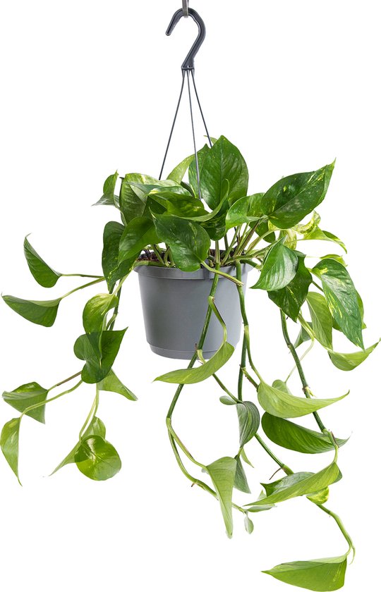 WL Plants - Epipremnum Aureum - Drankenklimop - Hangplant - Hangplanten Voor Binnen - Kamerplanten - Ook Geschikt Als Klimplant - Gemakkelijk te verzorgen - ± 30cm hoog - 17cm diameter - In Kweekpot